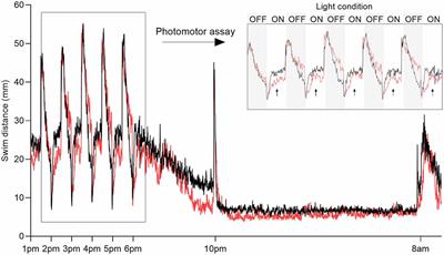 Multi-parameter Behavioral Phenotyping of the MPP+ Model of Parkinson’s Disease in Zebrafish